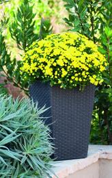  KETER RATTAN PLANTER S (28,5x28,5x43,5), 23,6, 