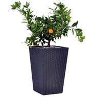  KETER RATTAN PLANTER S (28,5x28,5x43,5), 23,6, 